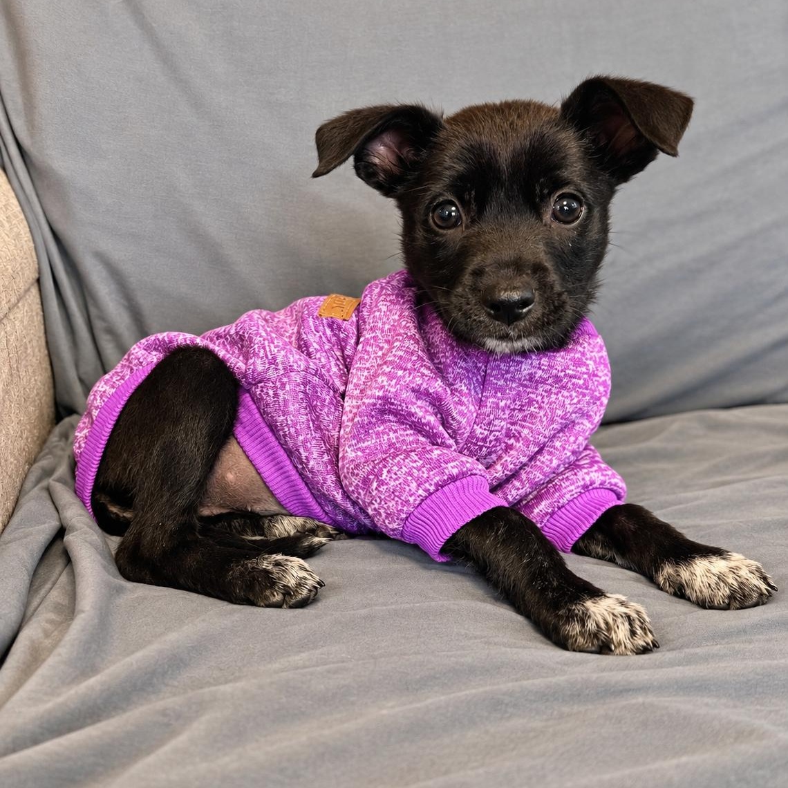 Enlarge Ginger Spice, a Adoptable mixed breed in Baltimore, MD image 4/4