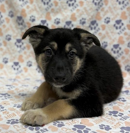Yuri, Adoptable, Puppy Female German Shepherd Dog.