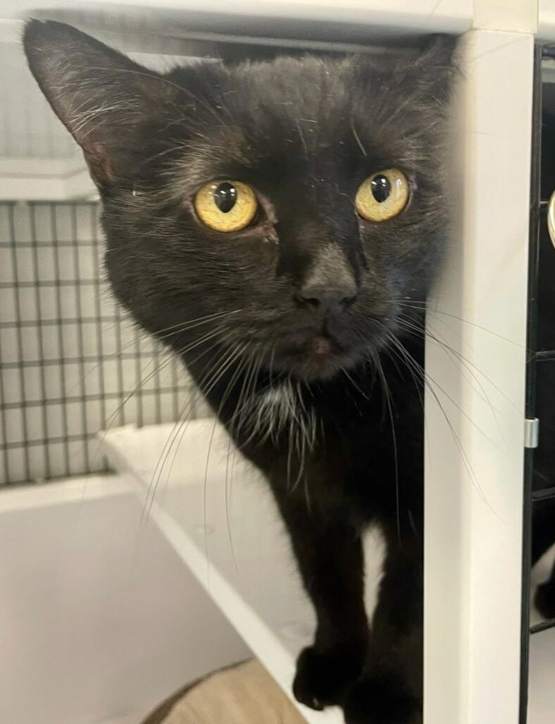 Enlarge Zodiac, a Adoptable mixed breed in Raleigh, NC image 1/4