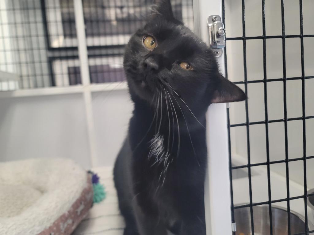 Enlarge Zodiac, a Adoptable mixed breed in Raleigh, NC image 3/4