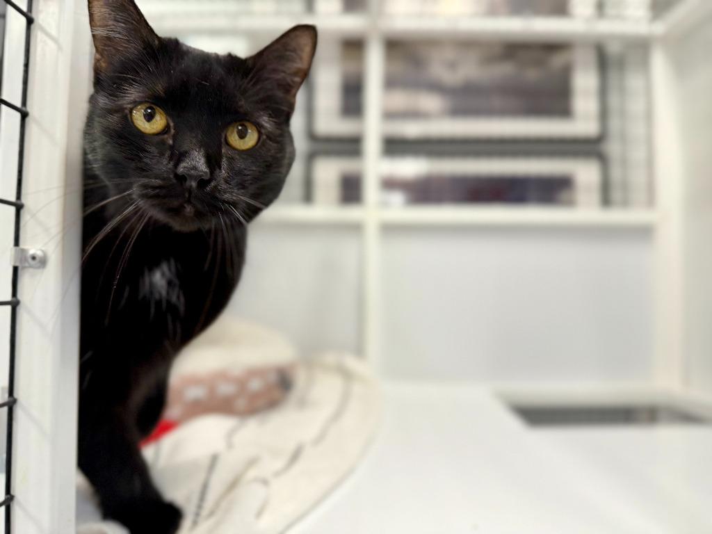 Enlarge Zodiac, a Adoptable mixed breed in Raleigh, NC image 4/4