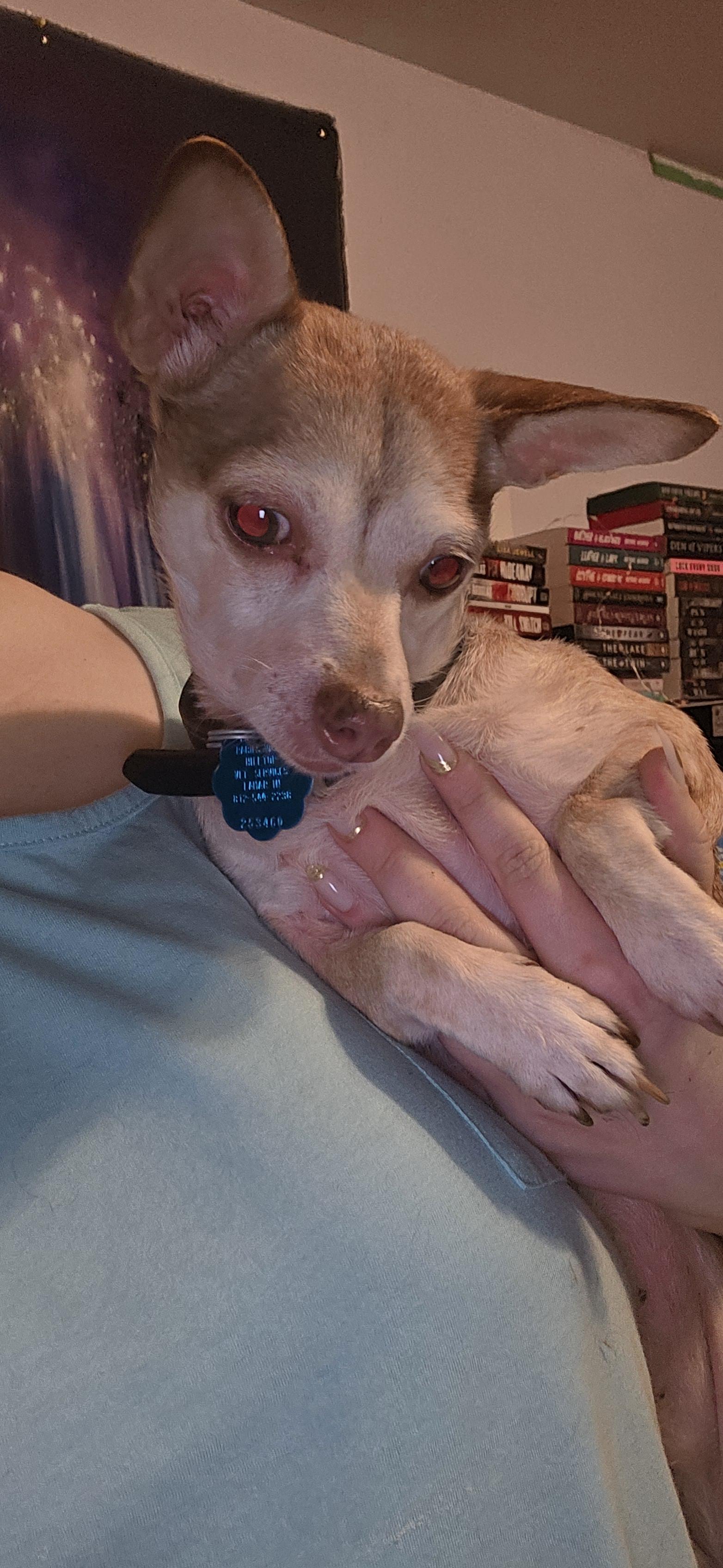 Enlarge Buddy Bean, a Adoptable Chihuahua in Evansville, IN image 1/1