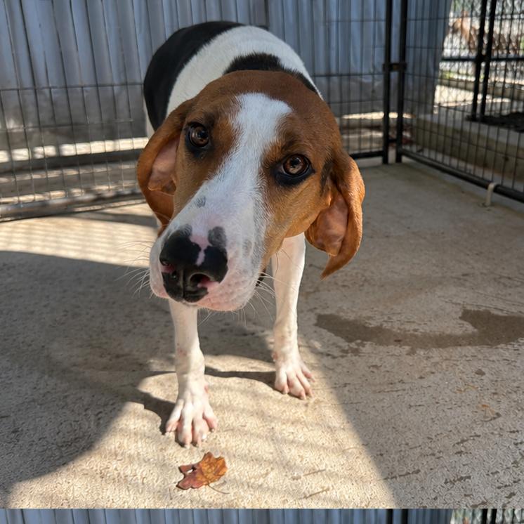 Rue, Adoptable, Adult Female Treeing Walker Coonhound.