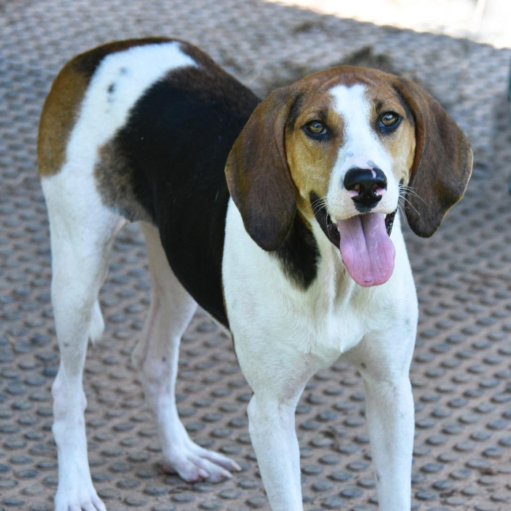 Enlarge Rue, a Adoptable Treeing Walker Coonhound in Columbus, NC image 2/5
