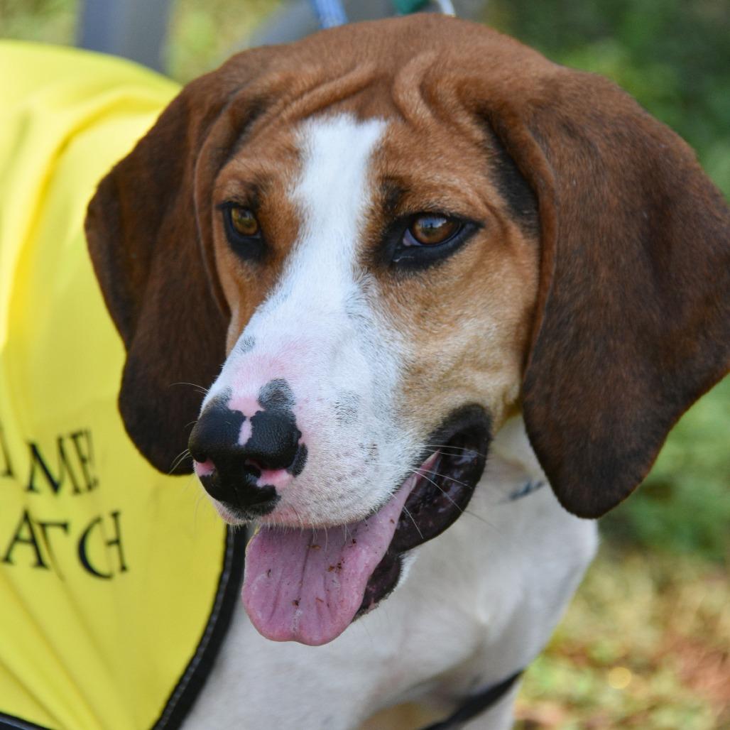 Enlarge Rue, a Adoptable Treeing Walker Coonhound in Columbus, NC image 3/5