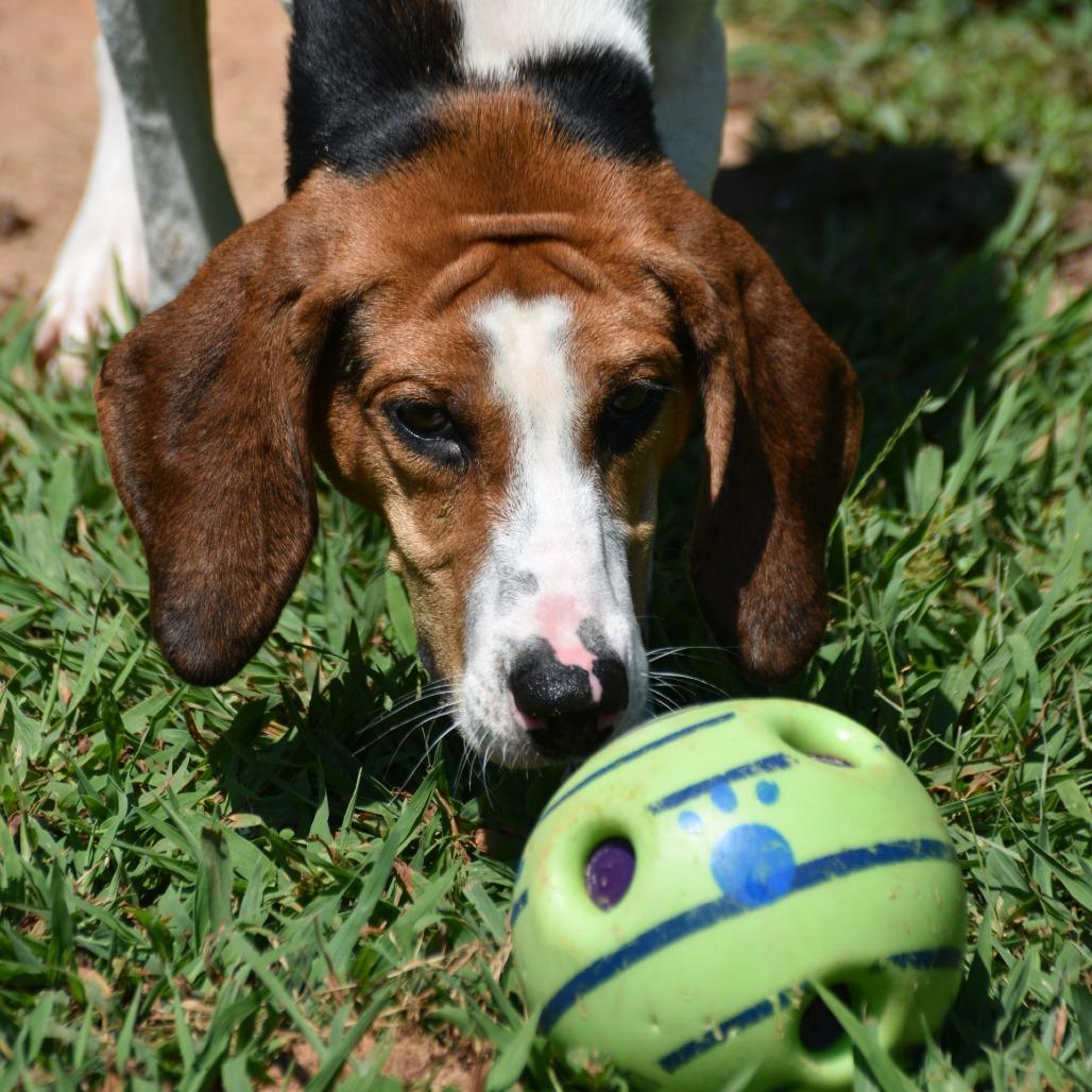 Enlarge Rue, a Adoptable Treeing Walker Coonhound in Columbus, NC image 4/5