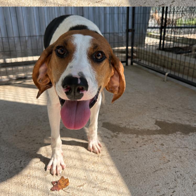 Enlarge Rue, a Adoptable Treeing Walker Coonhound in Columbus, NC image 5/5