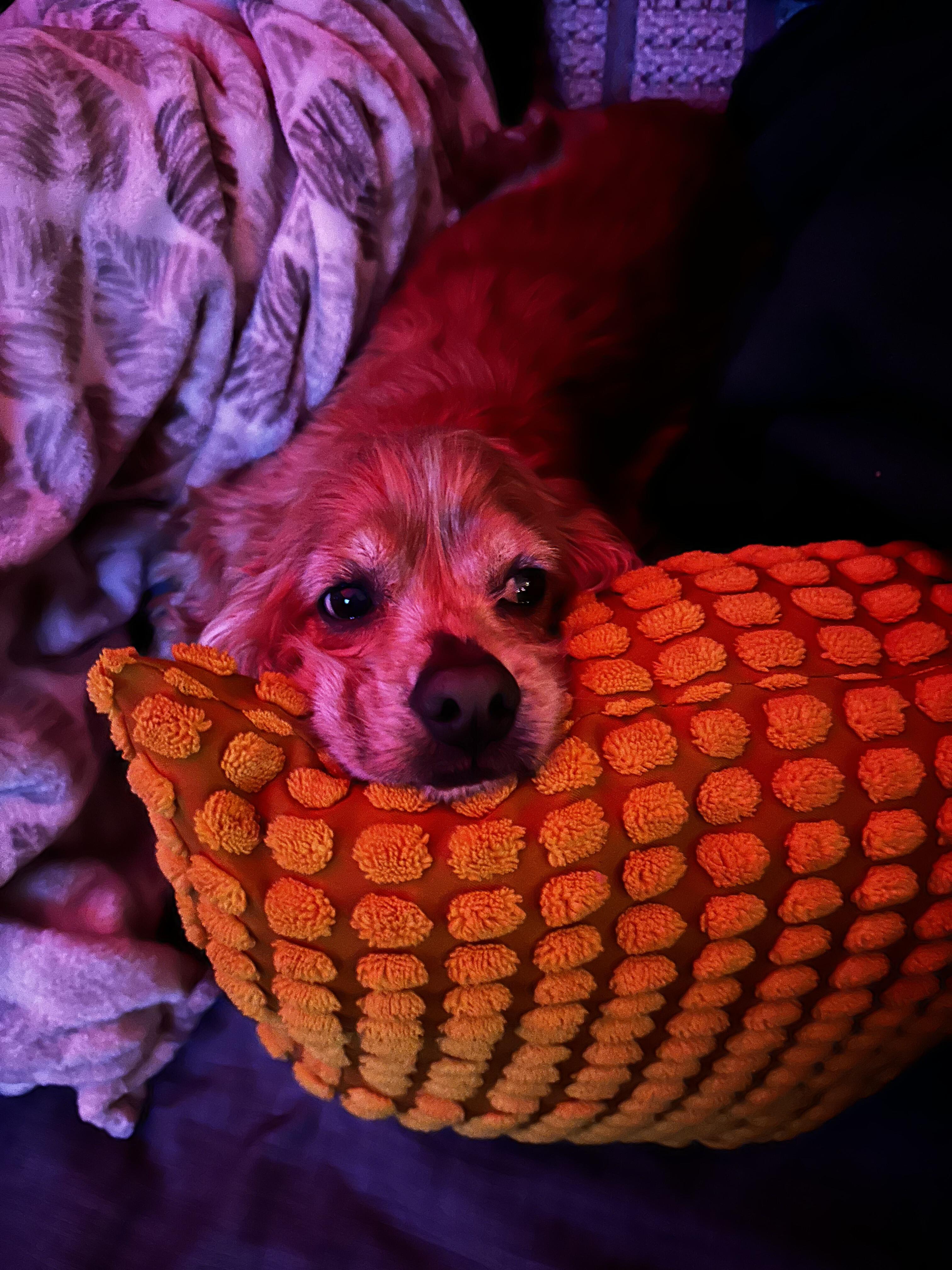 Enlarge Louise, a Adoptable Cocker Spaniel in Portland, OR image 1/6
