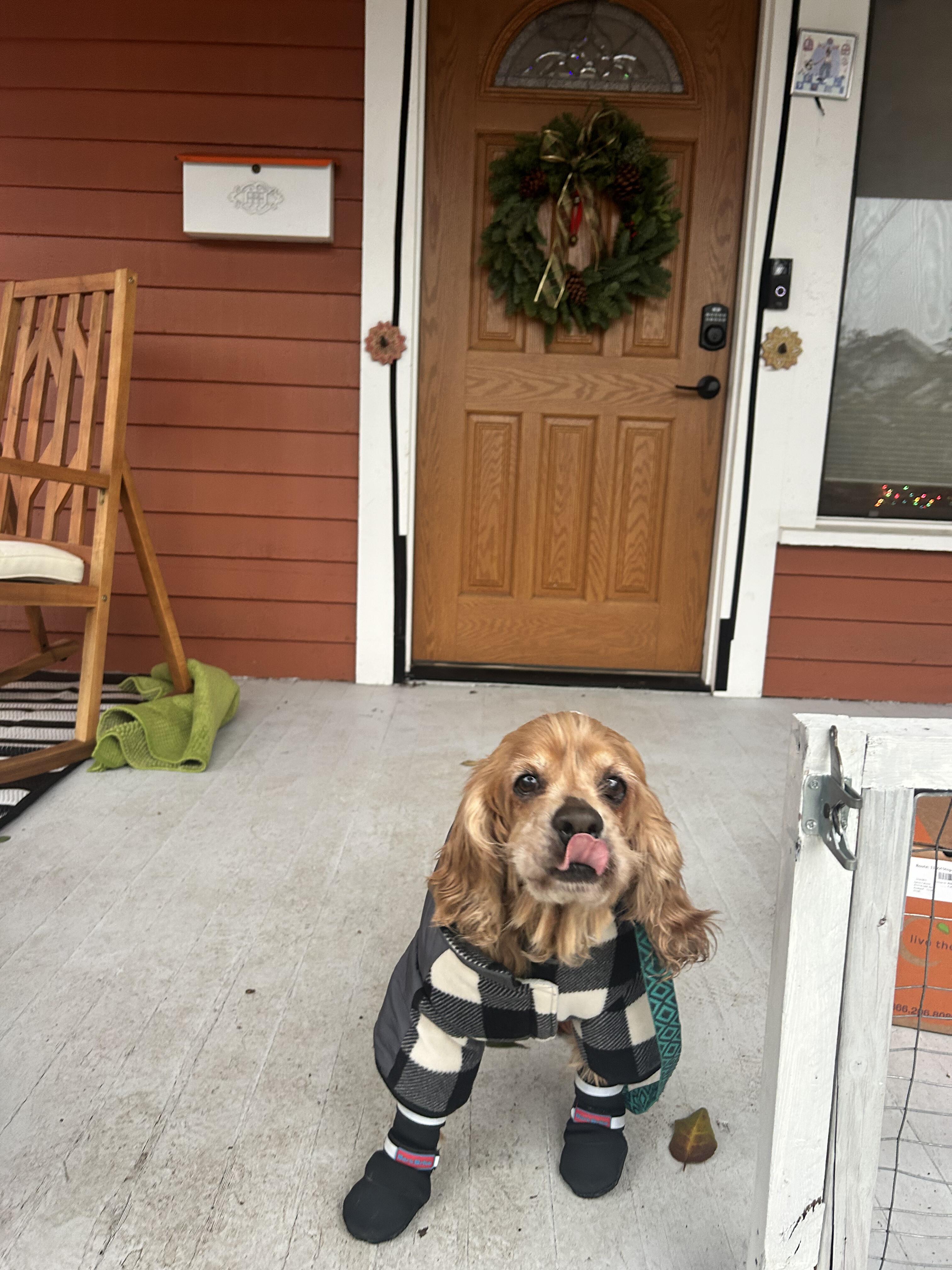 Enlarge Louise, a Adoptable Cocker Spaniel in Portland, OR image 2/6