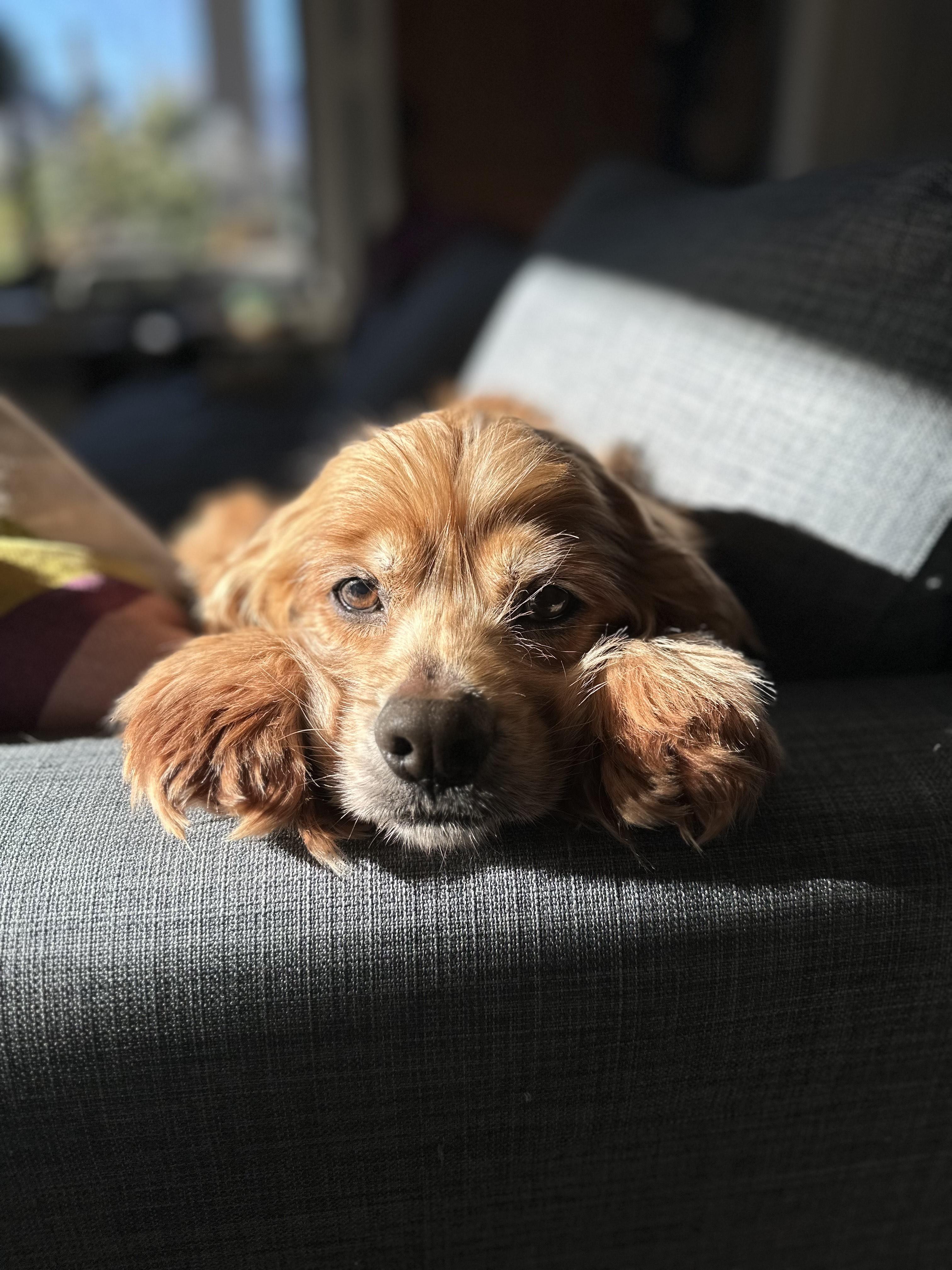 Enlarge Louise, a Adoptable Cocker Spaniel in Portland, OR image 3/6