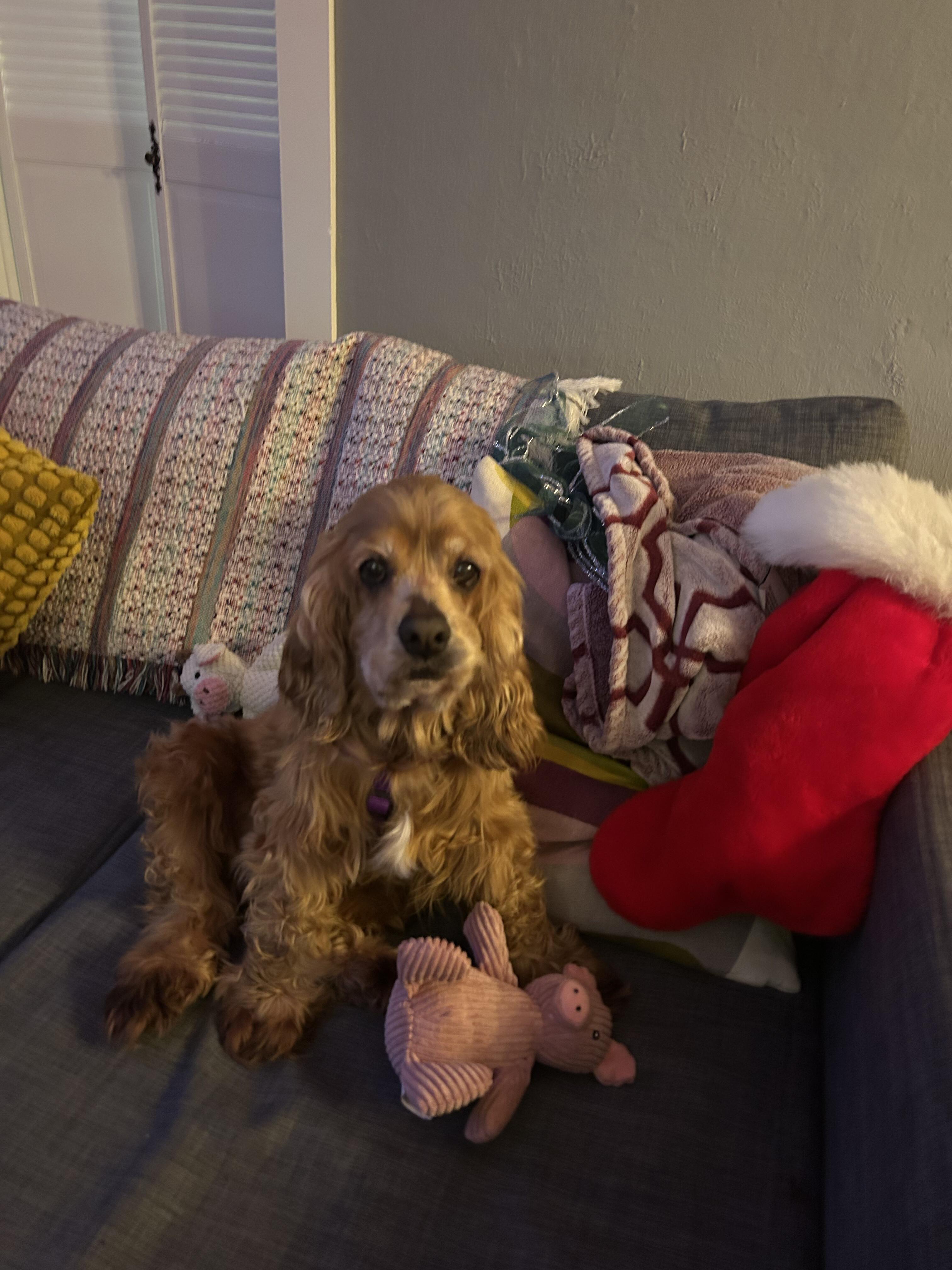 Enlarge Louise, a Adoptable Cocker Spaniel in Portland, OR image 4/6