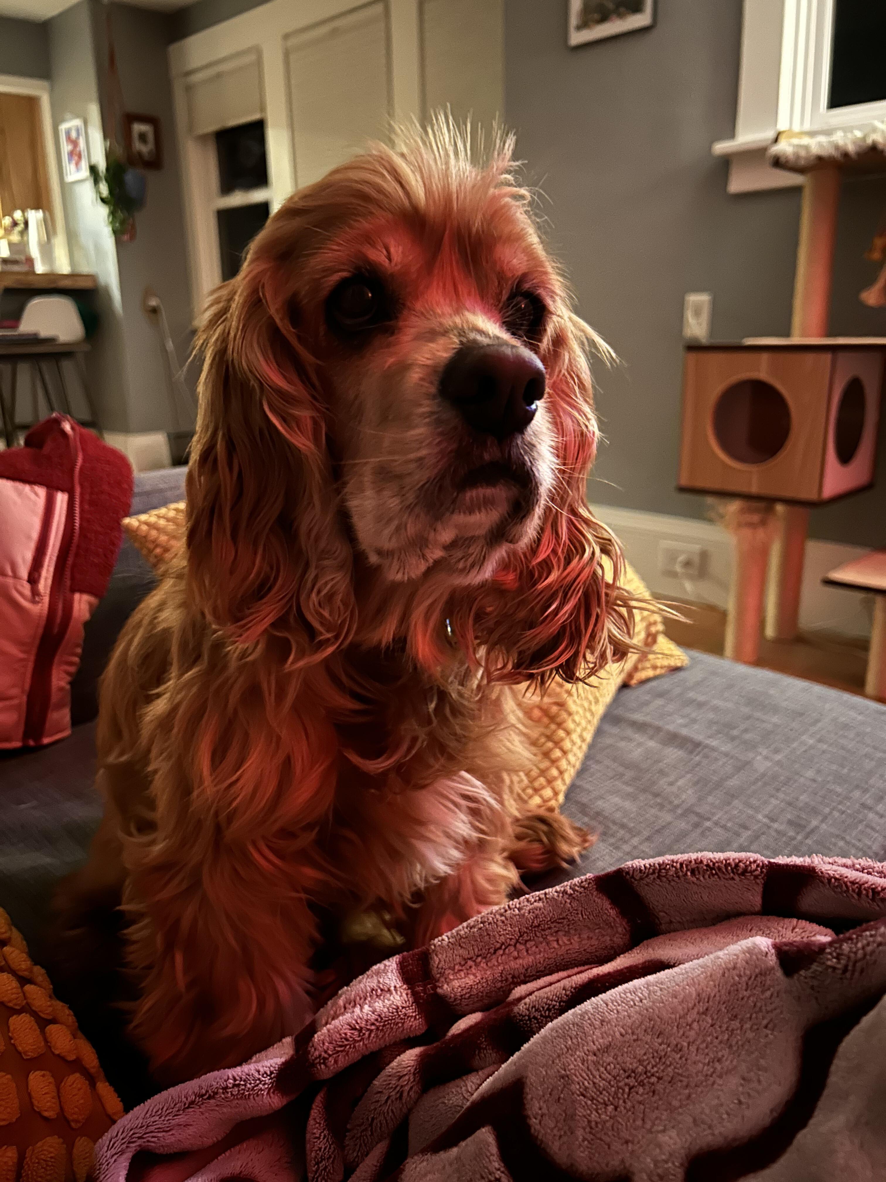 Enlarge Louise, a Adoptable Cocker Spaniel in Portland, OR image 5/6