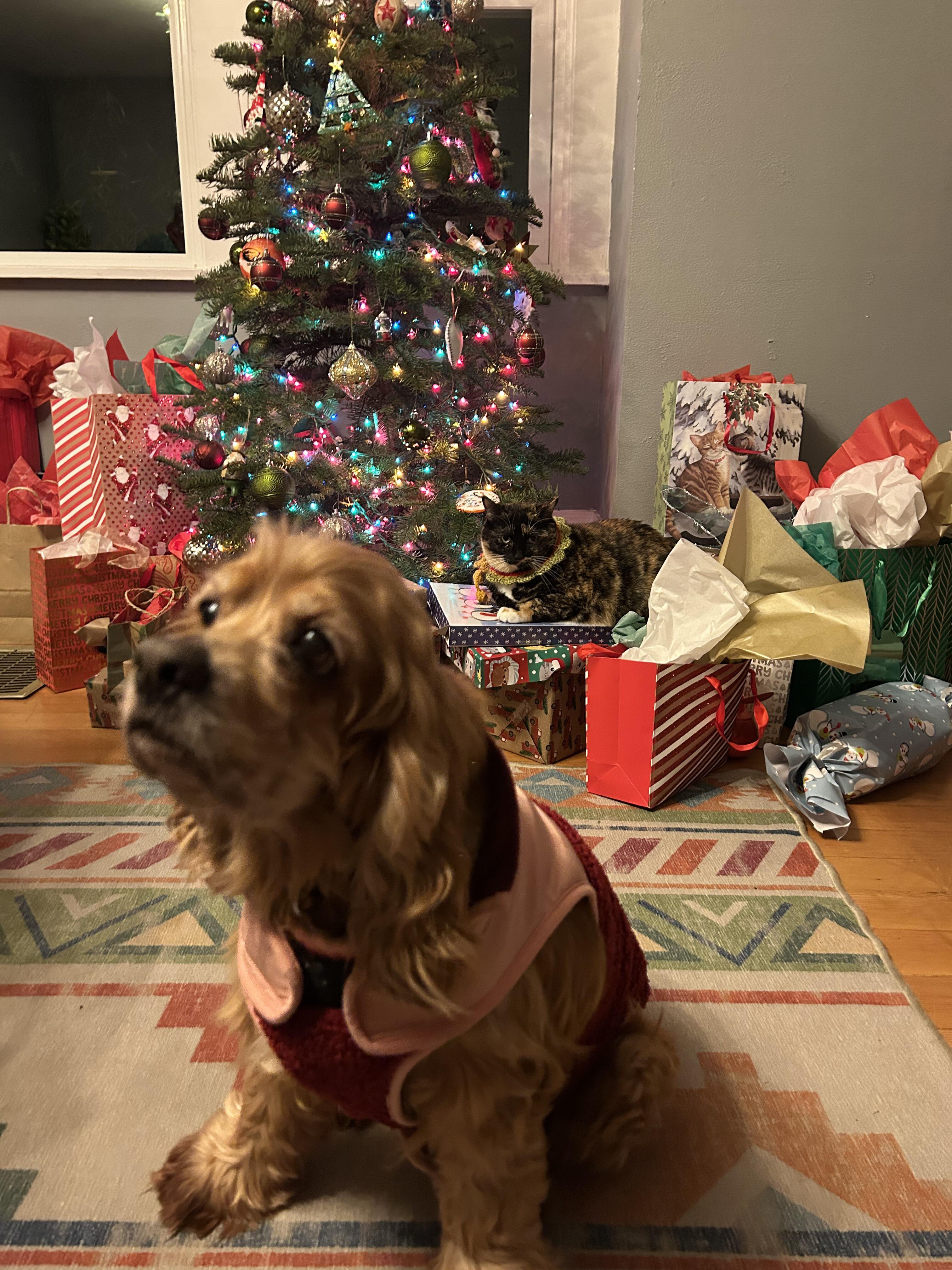 Enlarge Louise, a Adoptable Cocker Spaniel in Portland, OR image 6/6