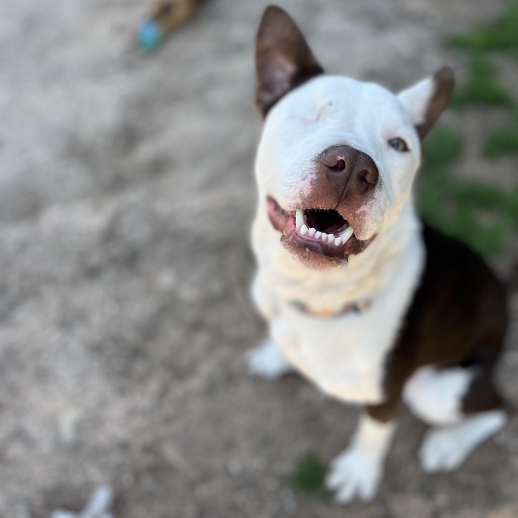 Enlarge Bruiser, a Adoptable mixed breed in Dallas, TX image 1/6