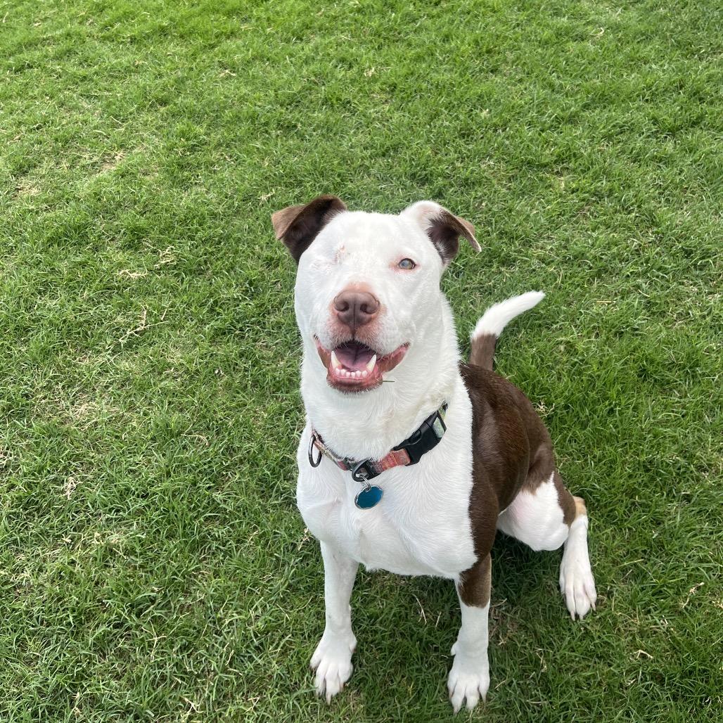 Enlarge Bruiser, a Adoptable mixed breed in Dallas, TX image 3/6