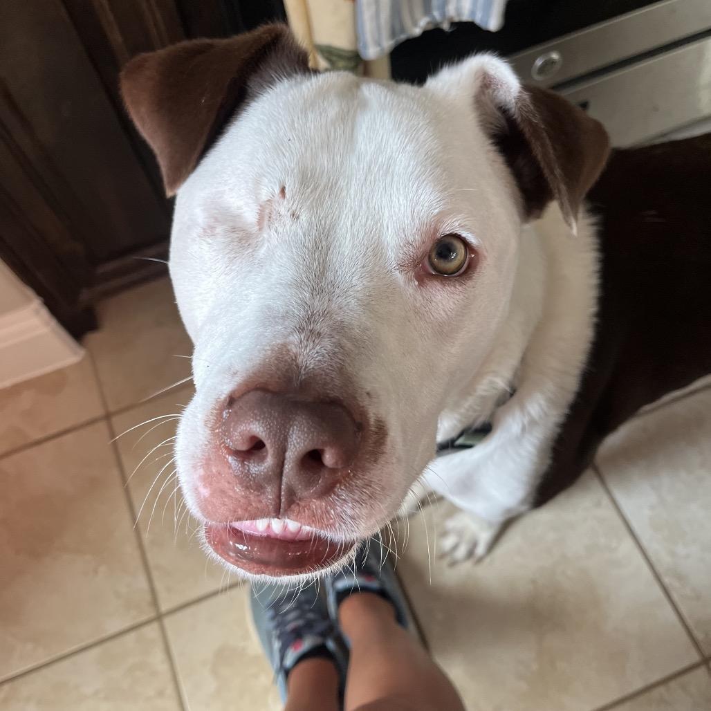 Enlarge Bruiser, a Adoptable mixed breed in Dallas, TX image 4/6