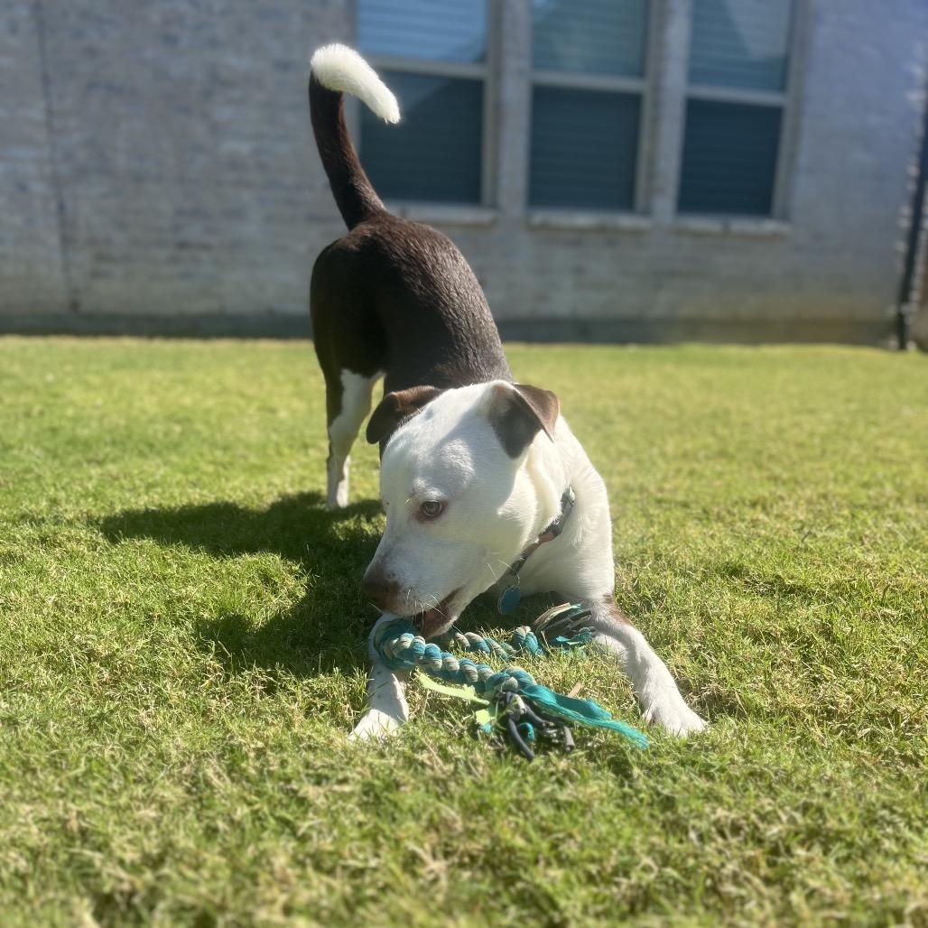 Enlarge Bruiser, a Adoptable mixed breed in Dallas, TX image 5/6