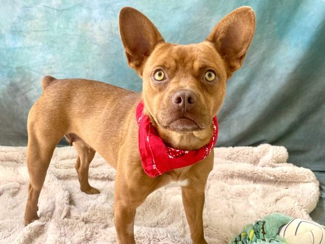 SANDY, Adoptable, Young Female Australian Cattle Dog / Blue Heeler & Pit Bull Terrier.