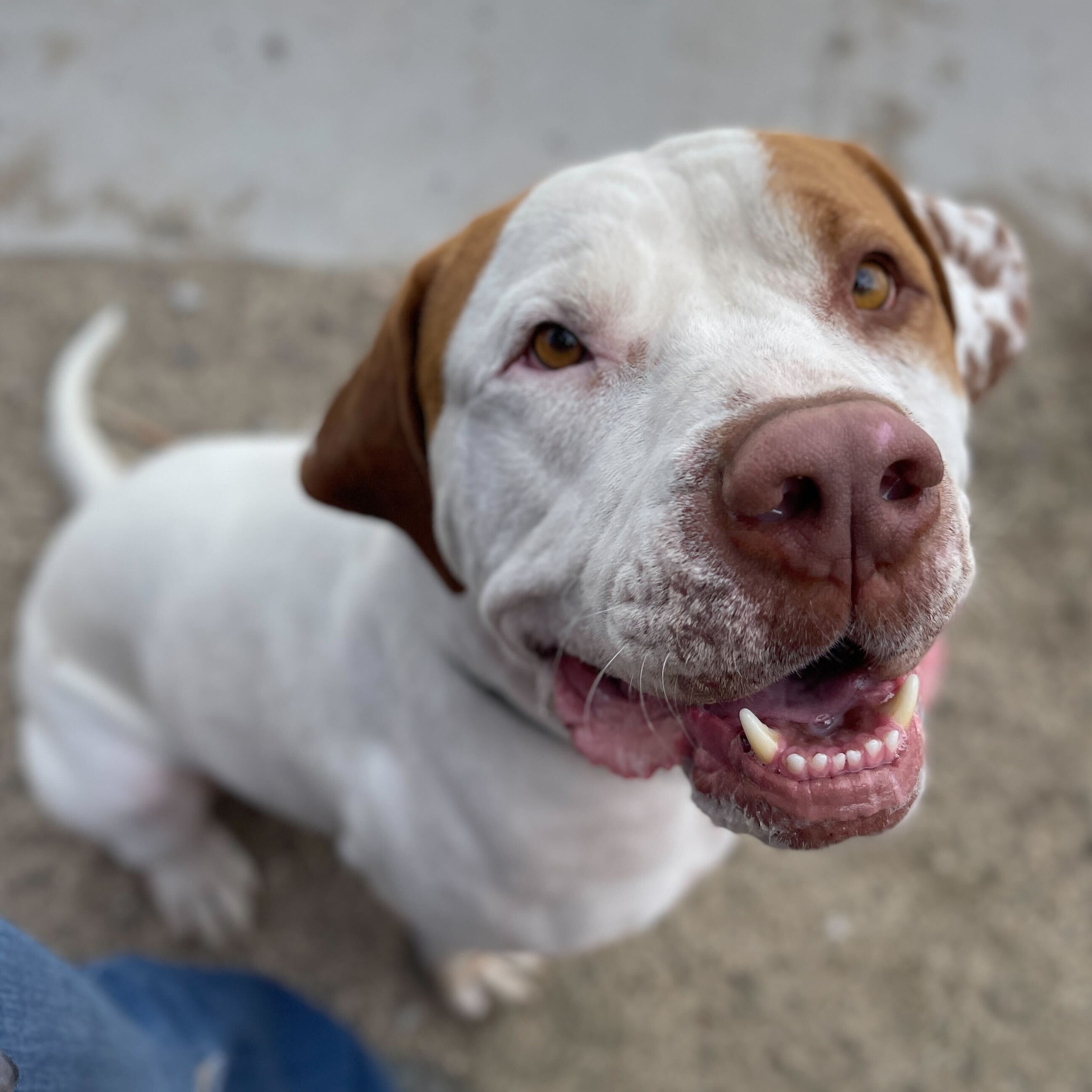 Barret, a Adoptable Mastiff in Washoe Valley, NV image 2/2