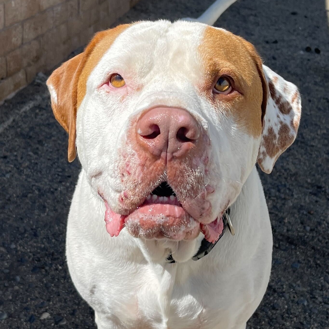 Barret, a Adoptable Mastiff in Washoe Valley, NV image 1/2