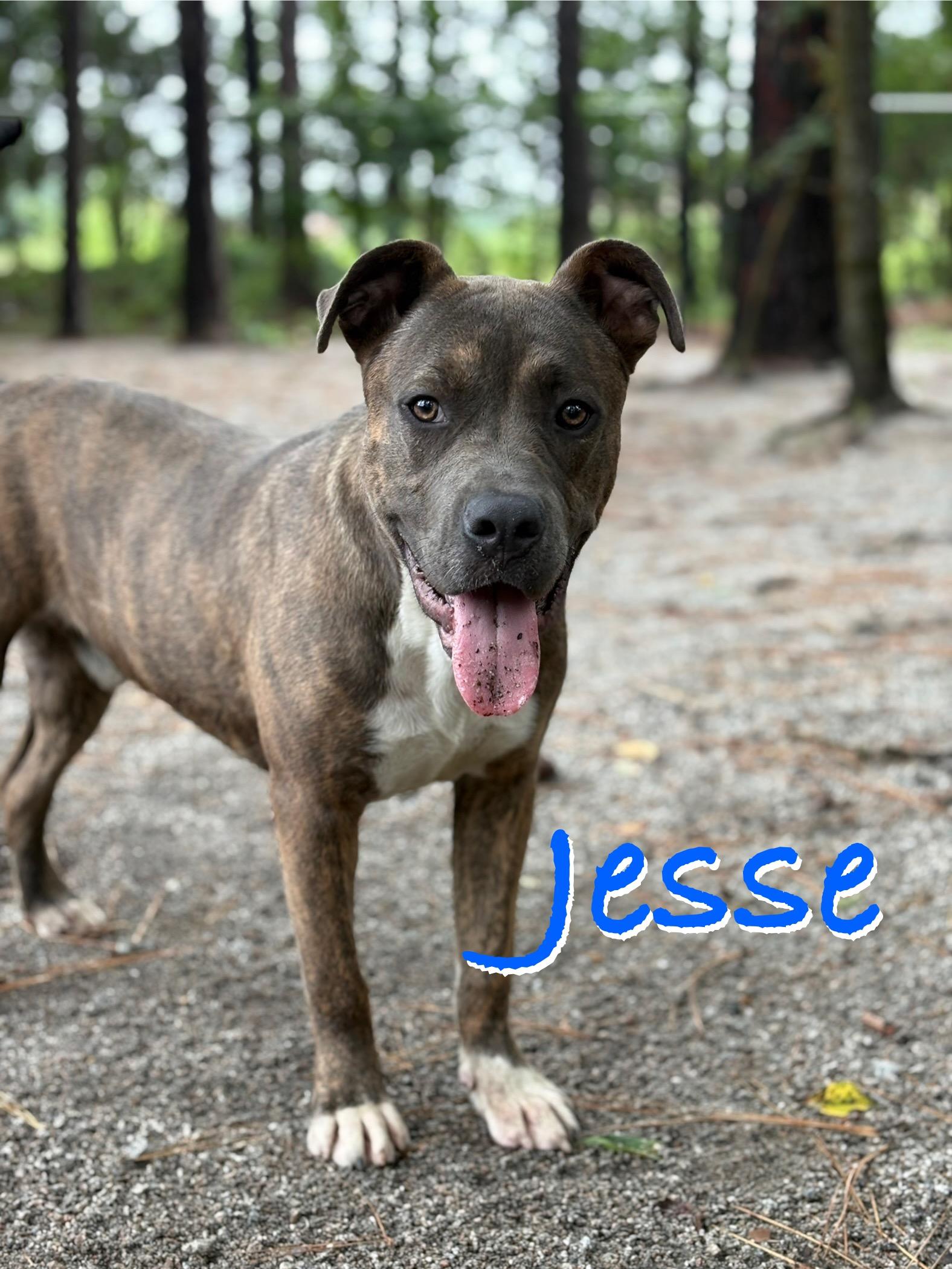 Enlarge Jesse, a Adoptable Mixed Breed in Georgetown, SC image 1/2