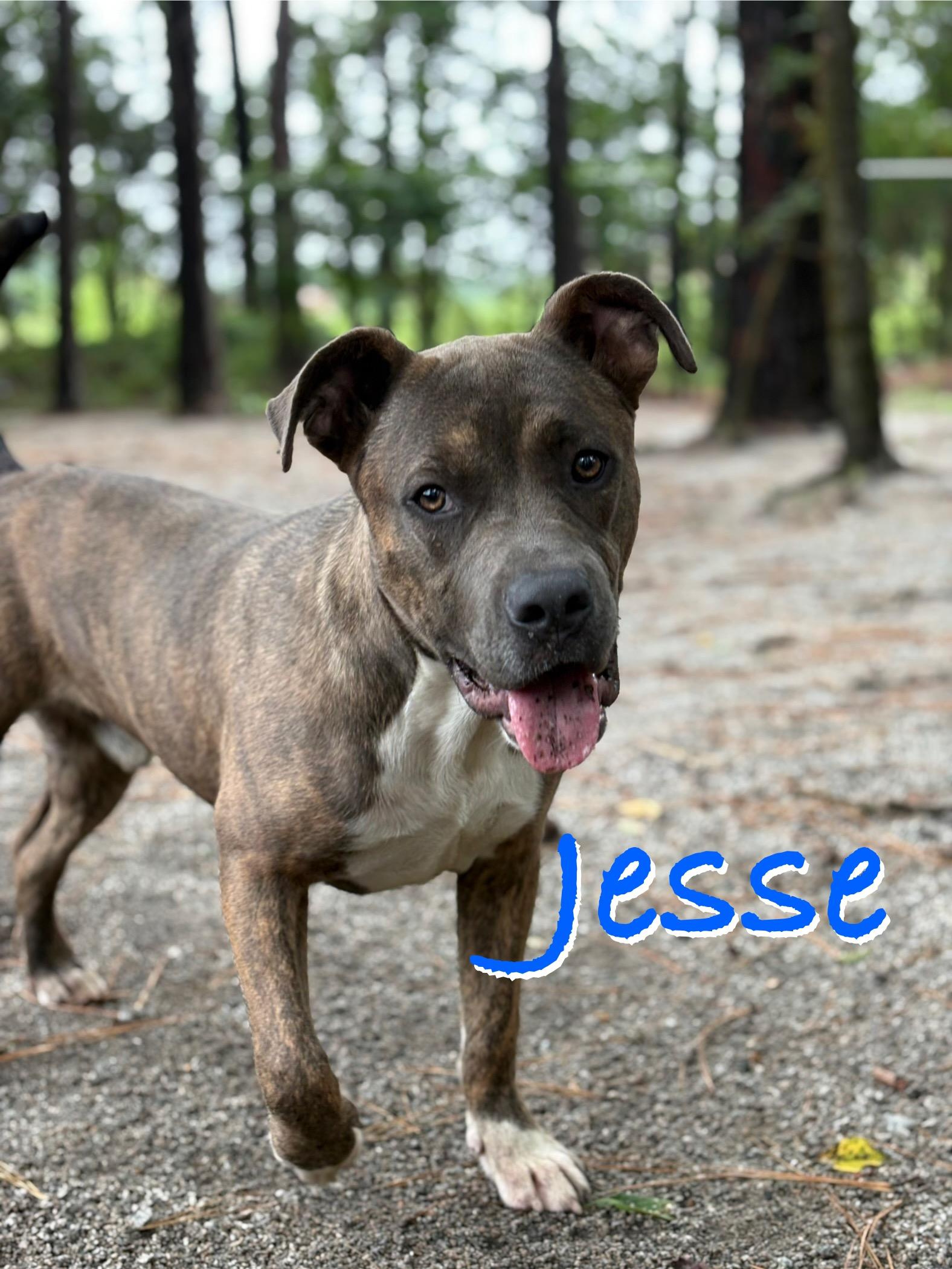 Enlarge Jesse, a Adoptable Mixed Breed in Georgetown, SC image 2/2