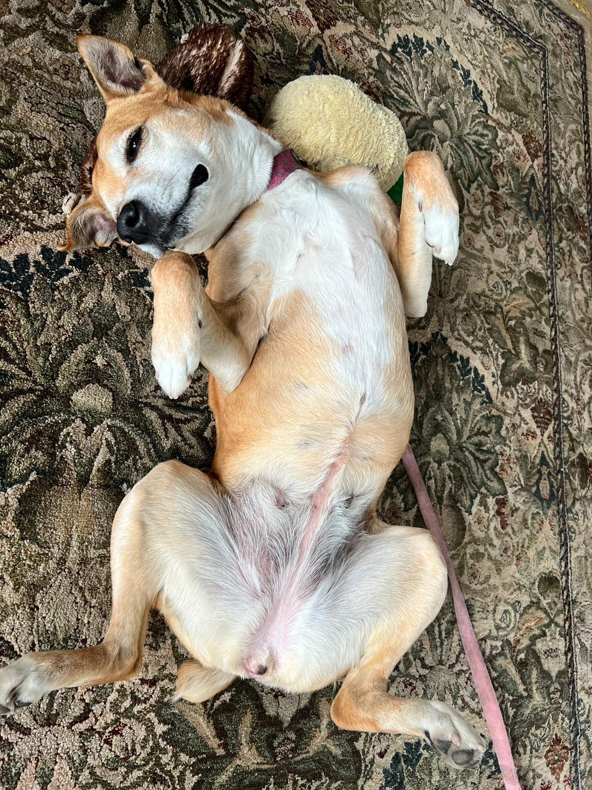 Bella, a Adoptable Mixed Breed in Mont-Royal, QC image 4/4