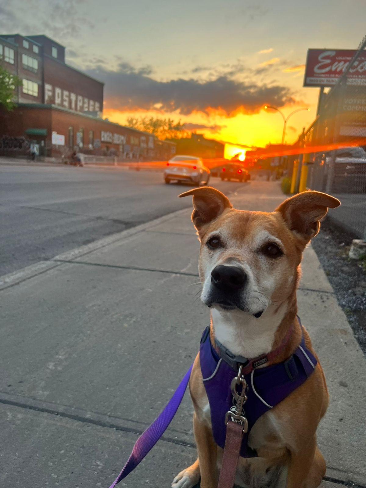 Bella, Adoptable, Senior Female Mixed Breed.