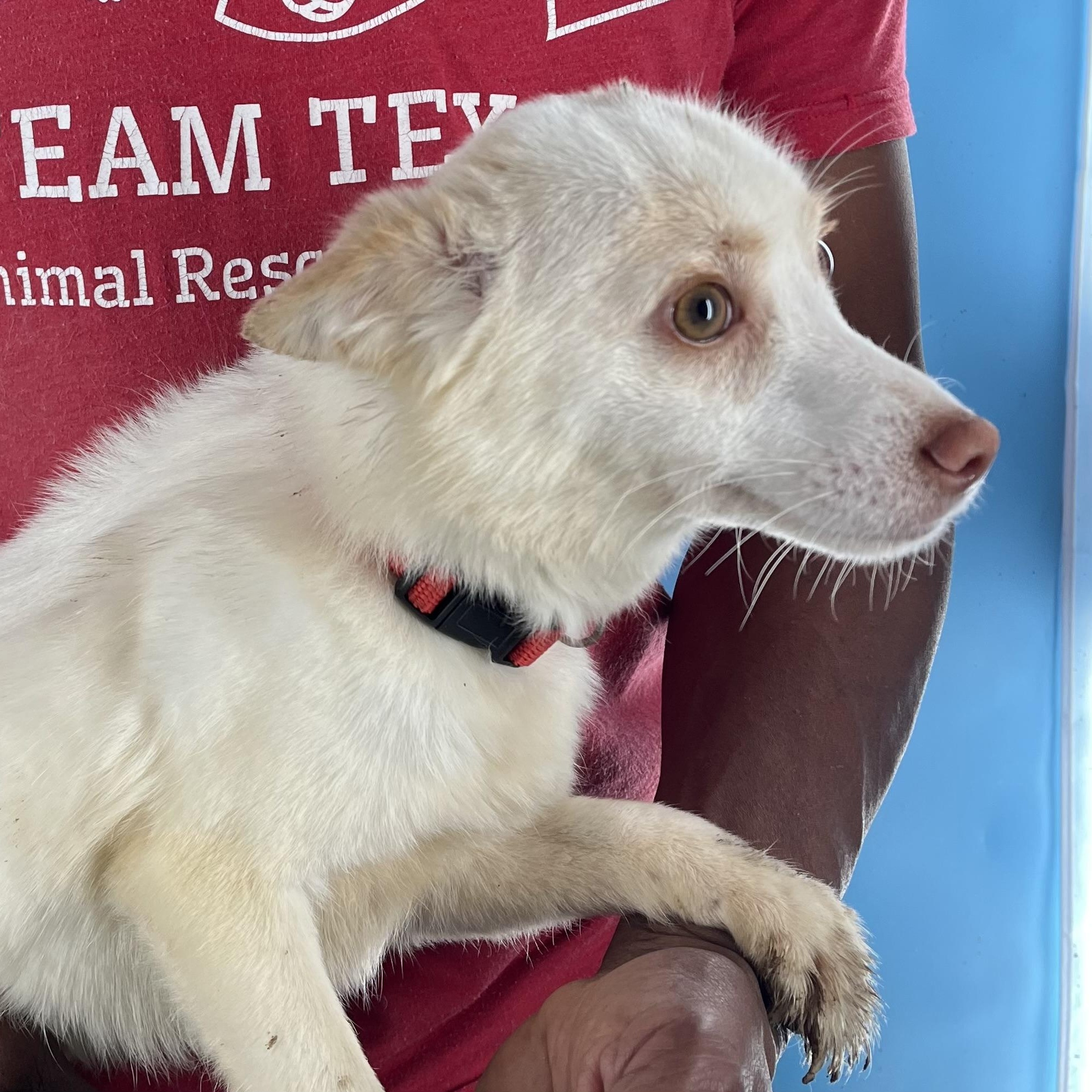 Enlarge Caspin - Local April 10-12, an adoptable mixed breed in Westerly, RI image 5/6