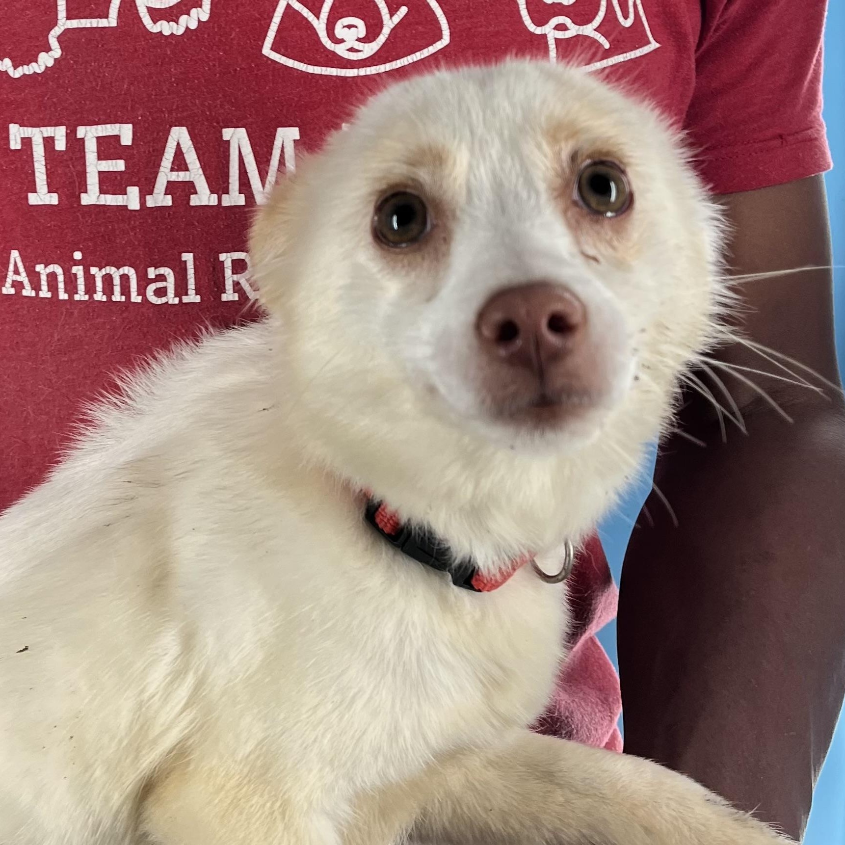 Enlarge Caspin - Local April 10-12, an adoptable mixed breed in Westerly, RI image 6/6