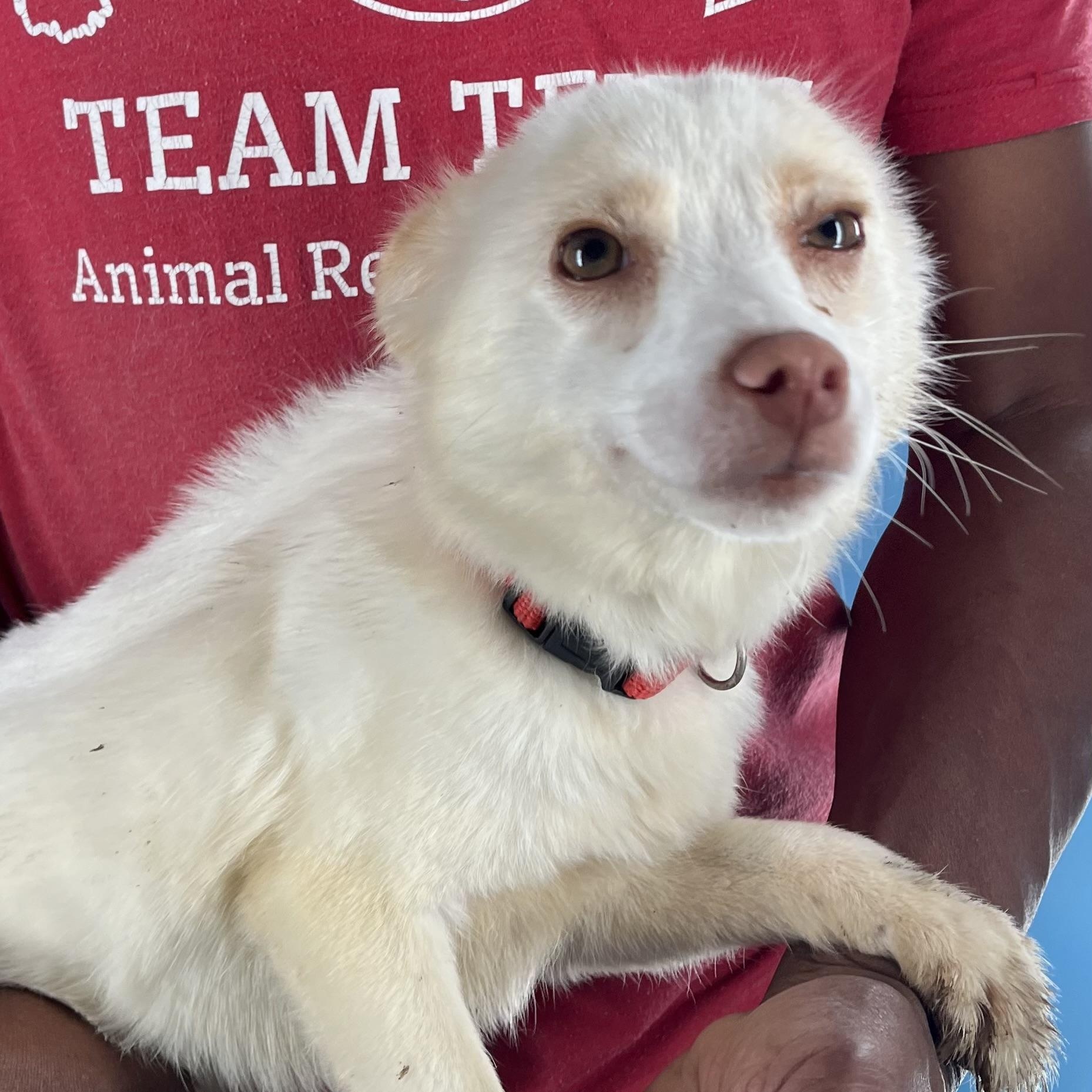 Caspin - Local April 10-12, adoptable, Young Female Schipperke & Chihuahua.