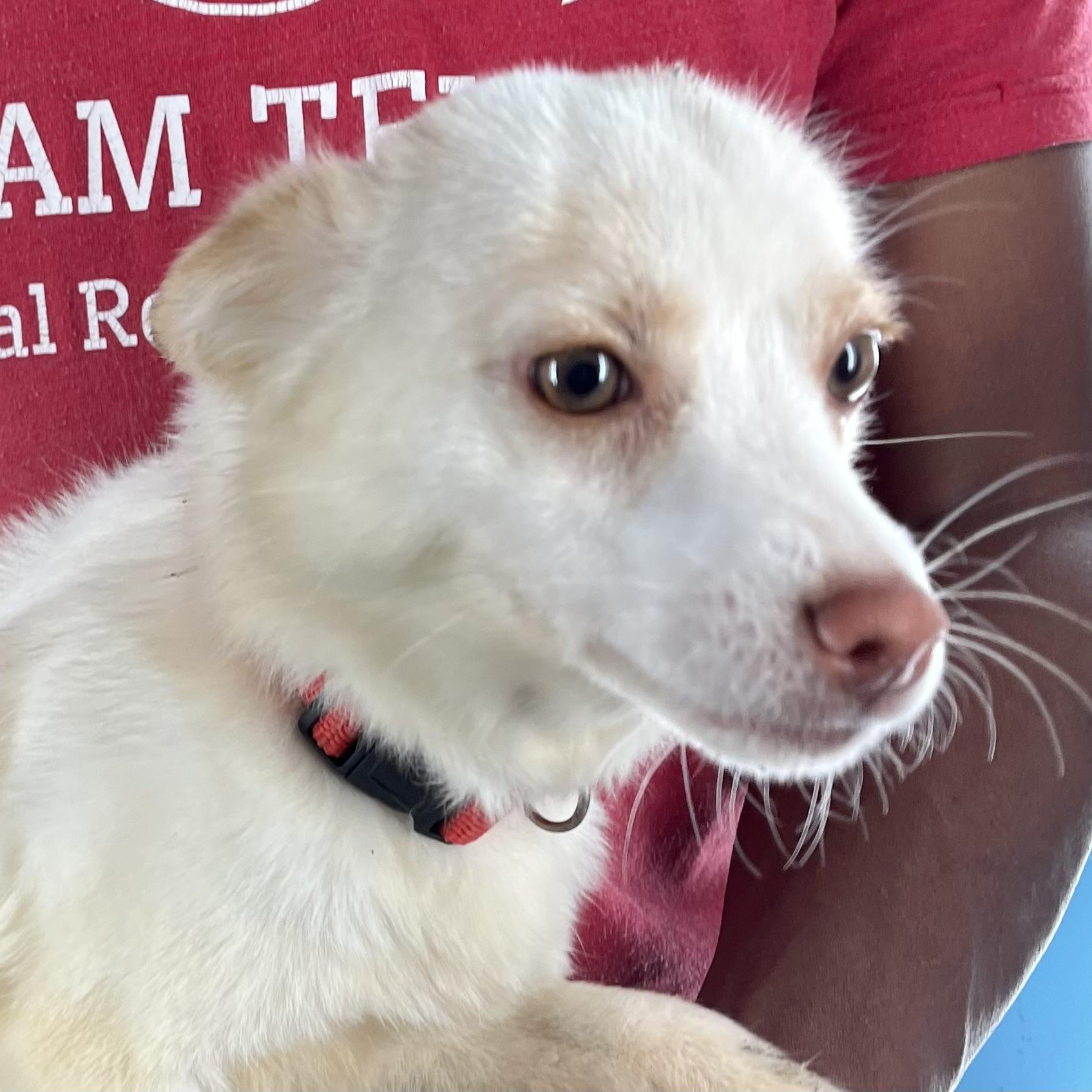 Enlarge Caspin - Local April 10-12, an adoptable mixed breed in Westerly, RI image 2/6