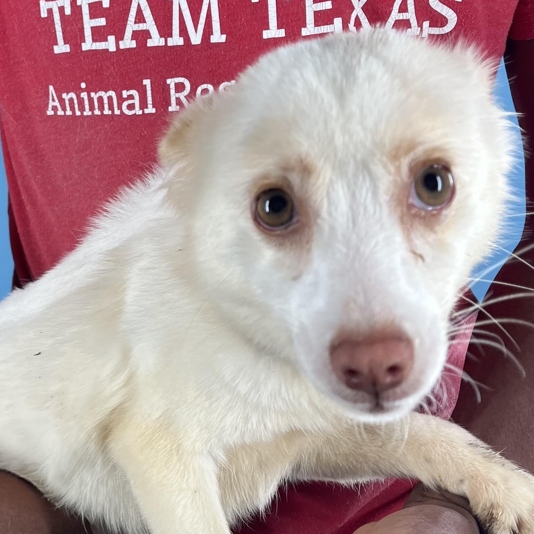 Enlarge Caspin - Local April 10-12, an adoptable mixed breed in Westerly, RI image 4/6