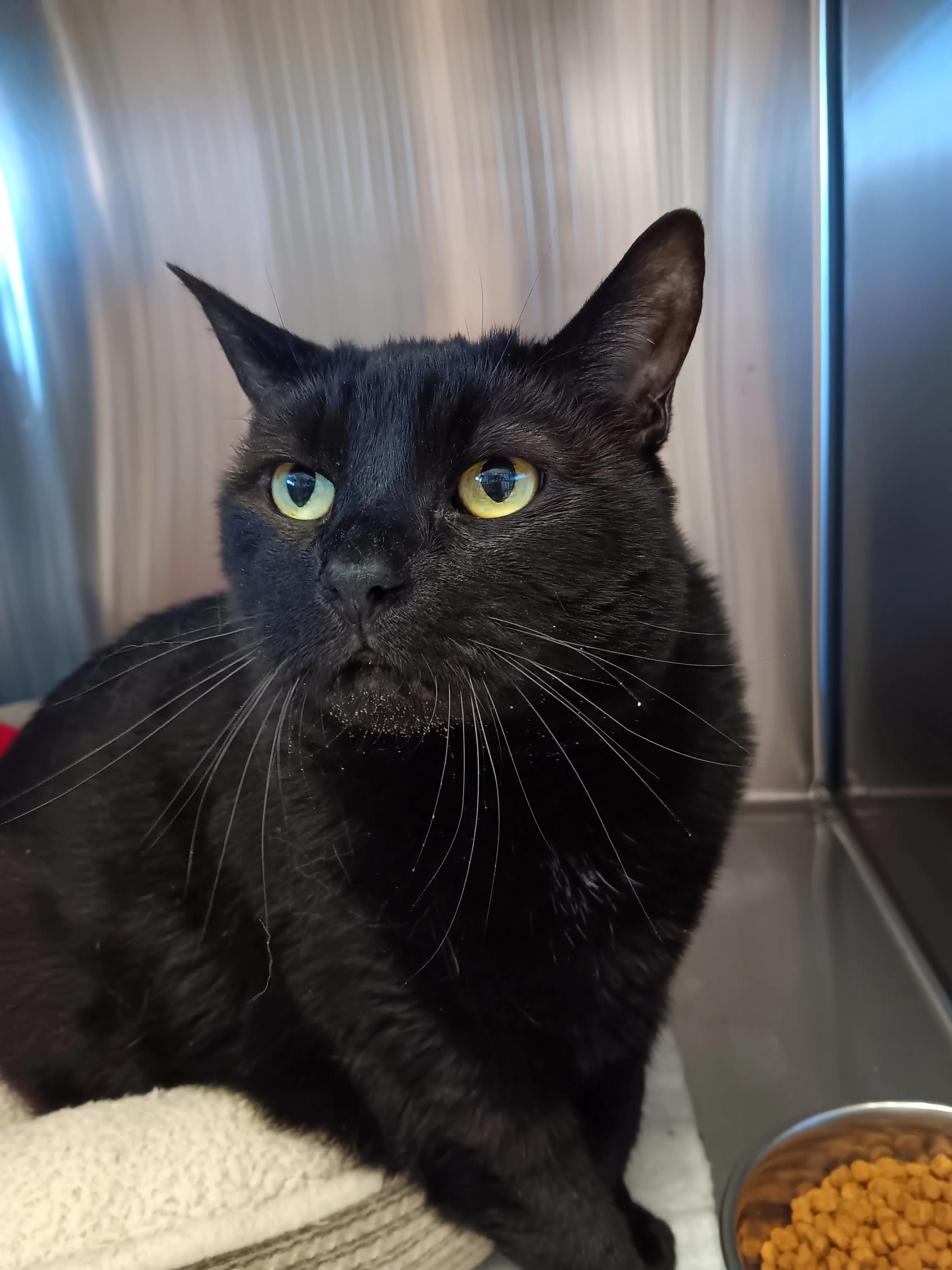 Princess Fluffykins, Senior Female Domestic Short Hair