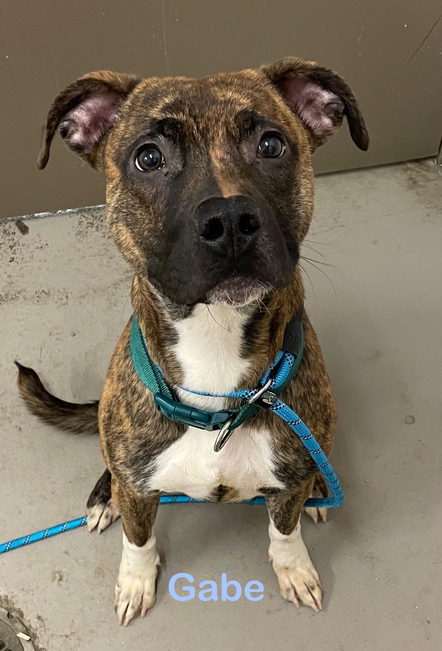 Gabe ADOPTED , an adopted mixed breed in Canton, OH image 1/3