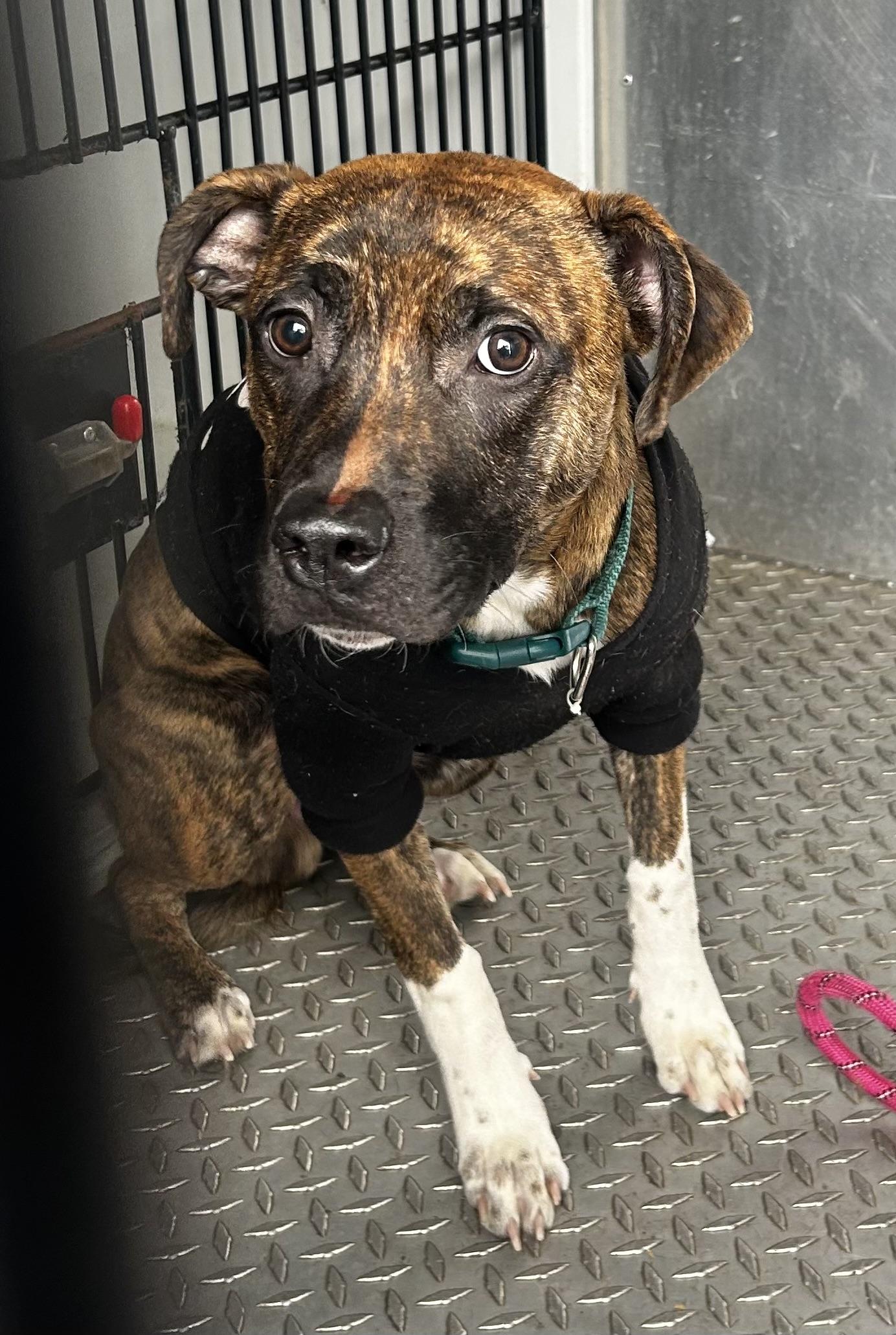 Gabe ADOPTED , an adopted mixed breed in Canton, OH image 3/3