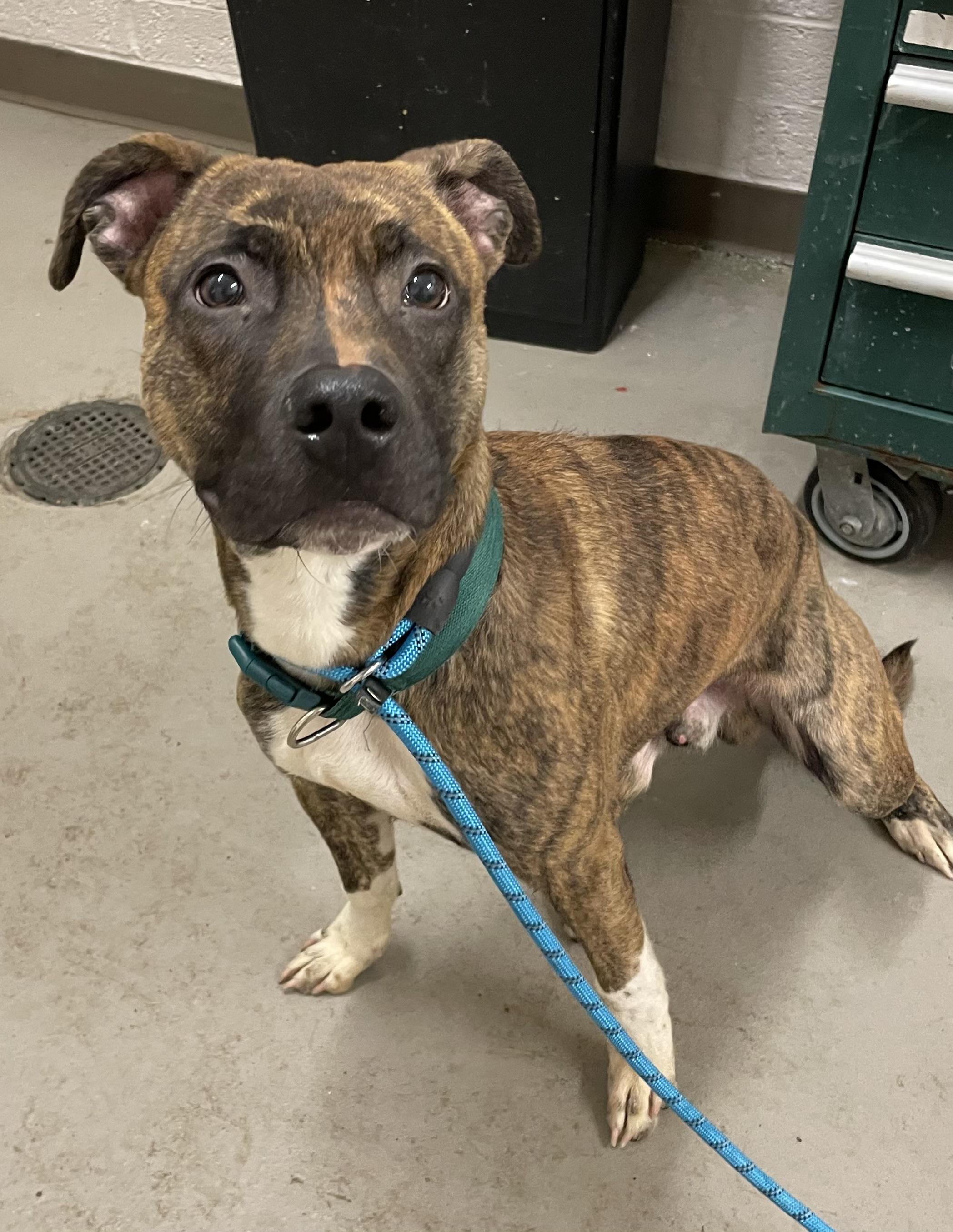Gabe ADOPTED , an adopted mixed breed in Canton, OH image 2/3