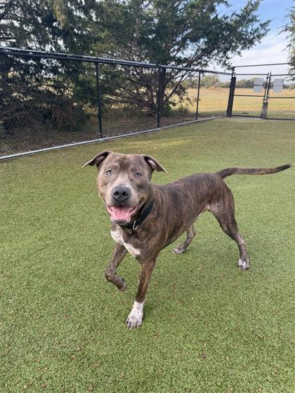 Roscoe, Adoptable, Adult Male Pit Bull Terrier & Mixed Breed.