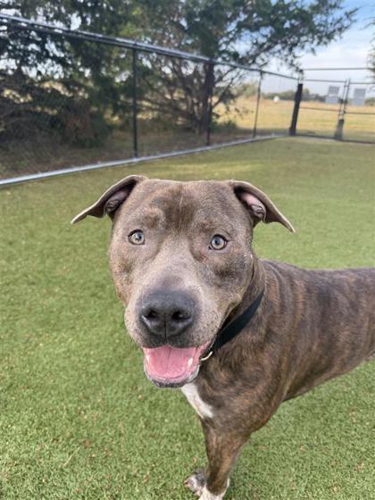 Enlarge Roscoe, a Adoptable mixed breed in Hutchinson, KS image 2/3