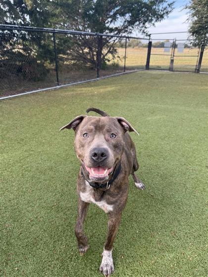 Enlarge Roscoe, a Adoptable mixed breed in Hutchinson, KS image 3/3