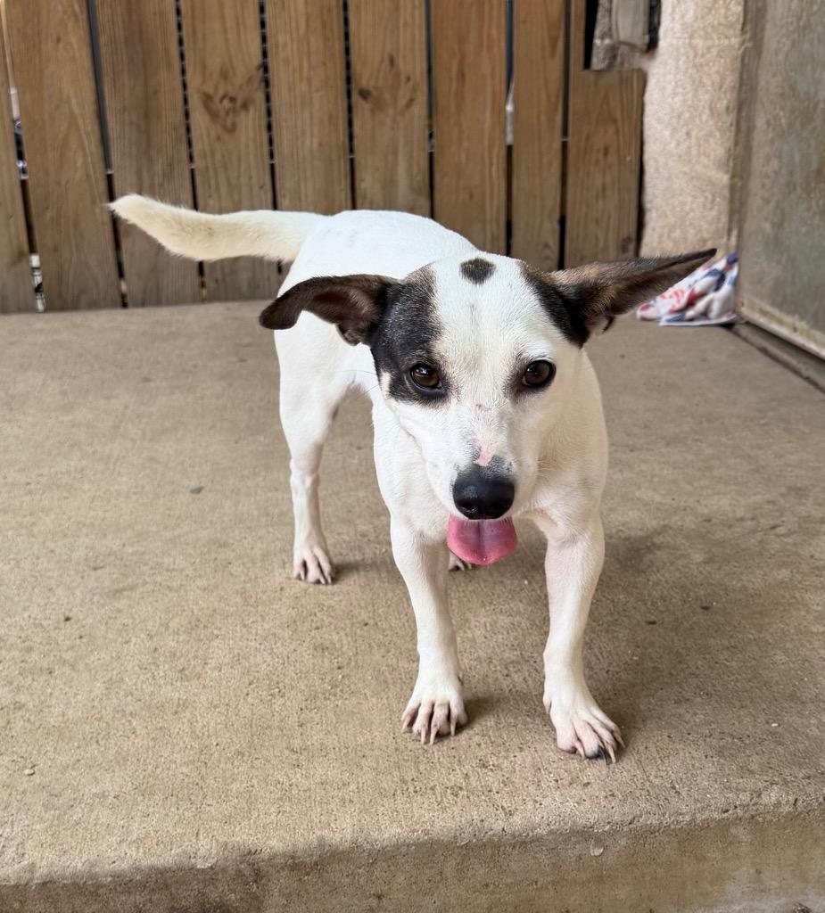 Leah, a Adoptable Rat Terrier in Missouri City, TX image 1/2