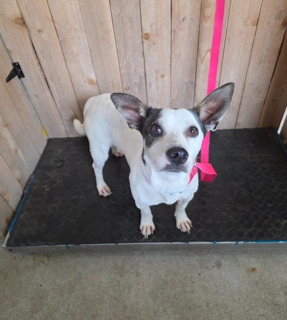 Leah, a Adoptable Rat Terrier in Missouri City, TX image 2/2