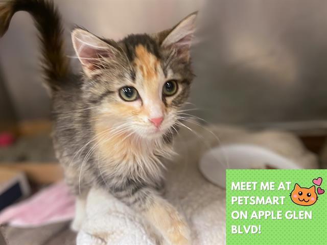 Enlarge NIMRIE, a Adoptable Domestic Medium Hair in Fort Wayne, IN image 1/1