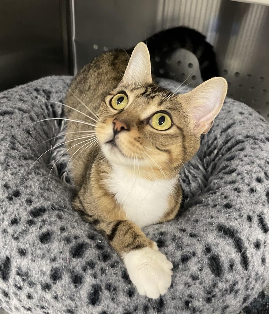 Mama Chloe, a ADOPTABLE Domestic Short Hair in Jackson, MI image 5/6