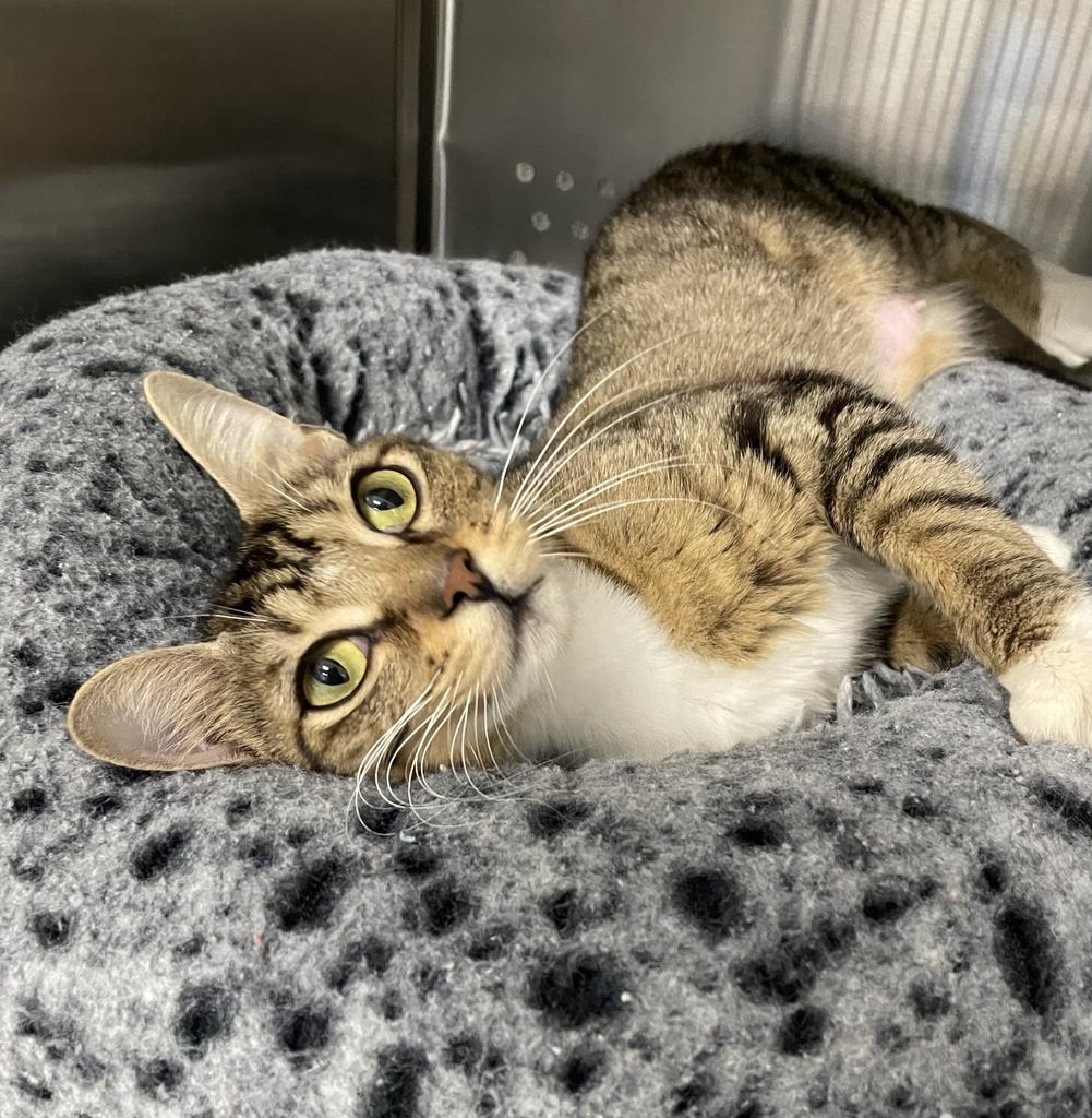 Mama Chloe, a ADOPTABLE Domestic Short Hair in Jackson, MI image 2/6
