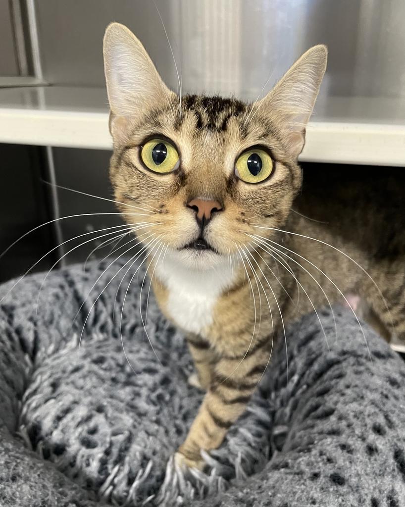 Mama Chloe, a ADOPTABLE Domestic Short Hair in Jackson, MI image 4/6