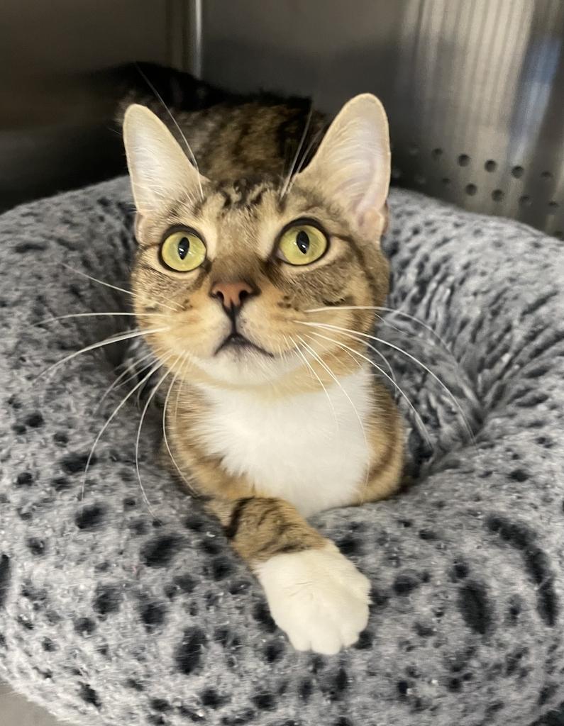 Mama Chloe, a ADOPTABLE Domestic Short Hair in Jackson, MI image 3/6