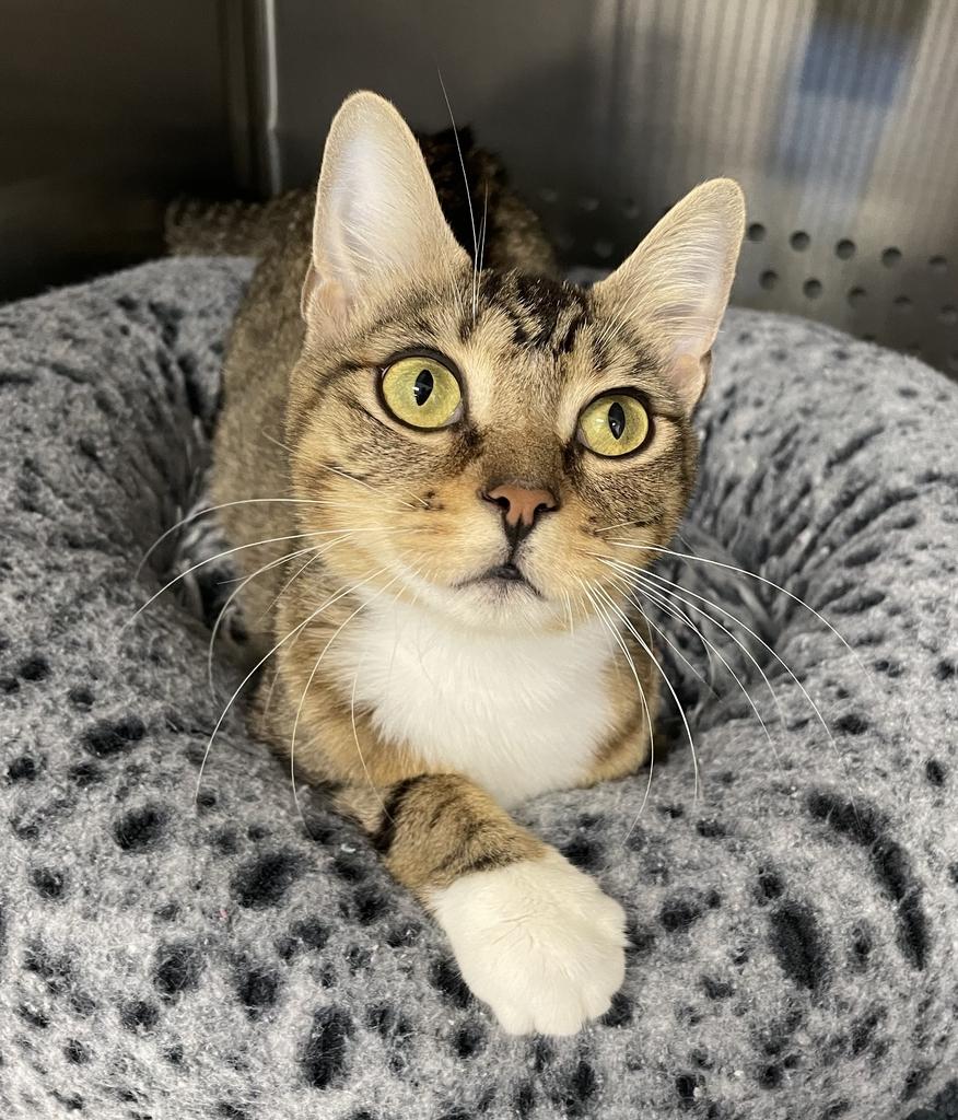 Mama Chloe, ADOPTABLE, Adult Female Domestic Short Hair.