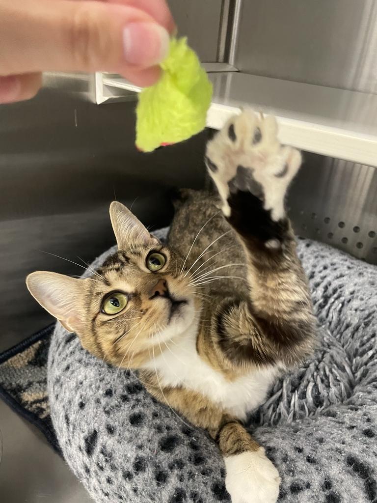 Mama Chloe, a ADOPTABLE Domestic Short Hair in Jackson, MI image 6/6