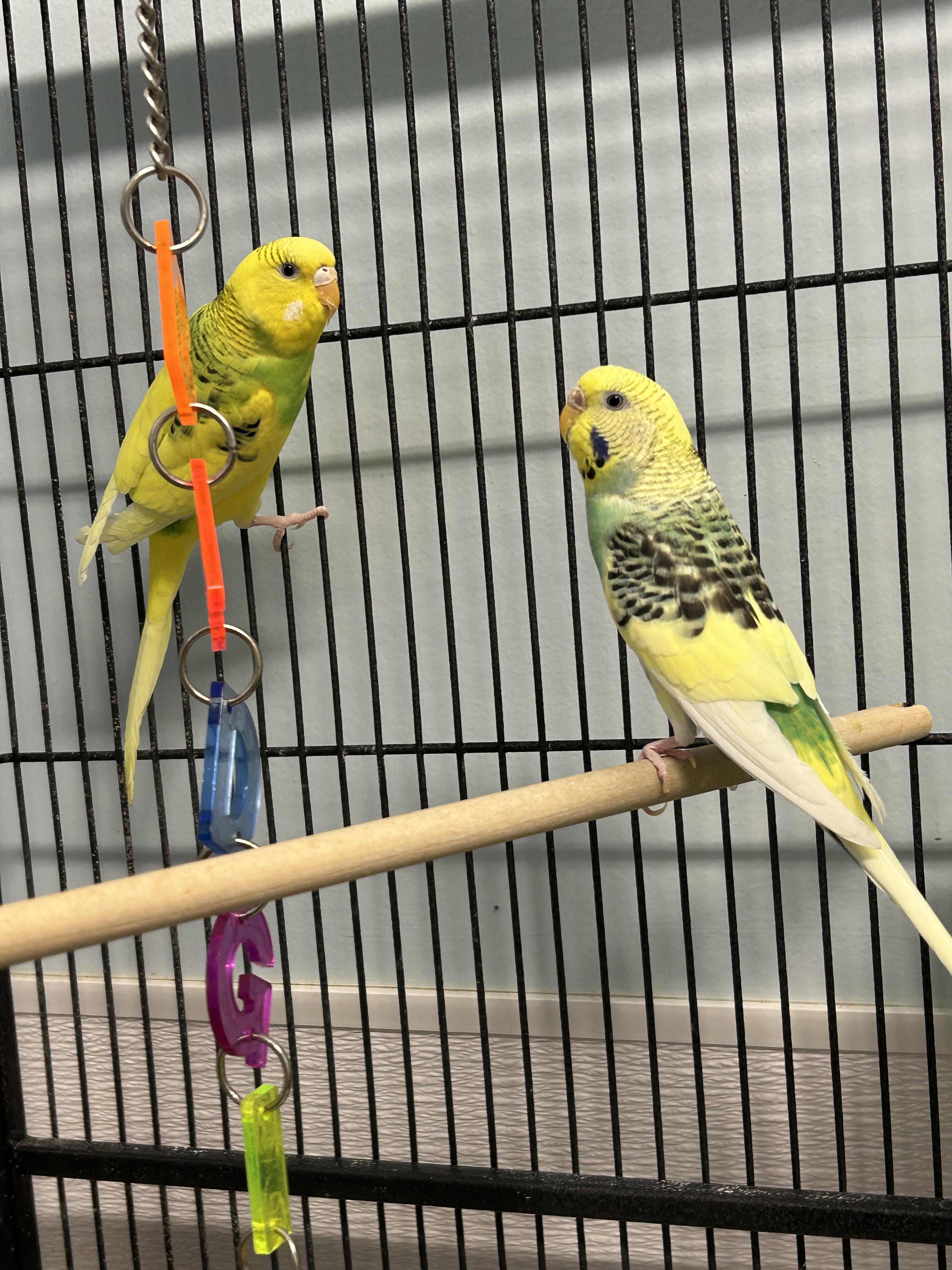 Maura & Natalie **Adoption Pending!**, ADOPTABLE, Adult Female Parakeet (Other).